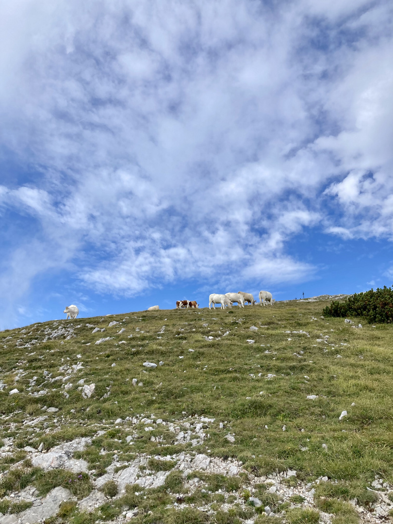 Alpine cows at Hochschneeberg, Austria 