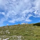 Alpine cows at Hochschneeberg, Austria 