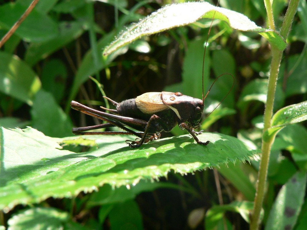 Alpine cricket