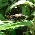 Alpine cricket