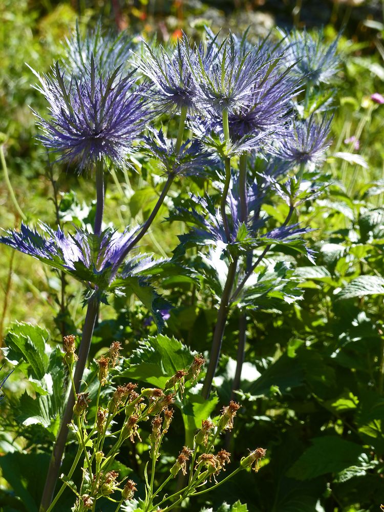 Alpine Flora