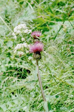 Alpine Flora