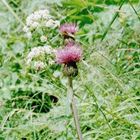 Alpine Flora