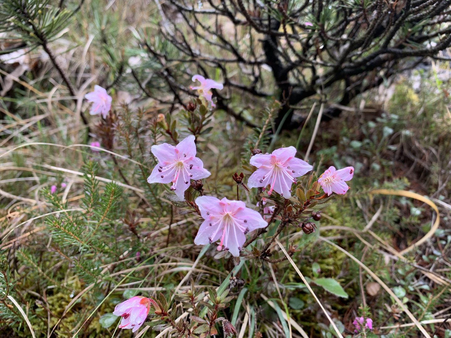 Alpine Flora im Talgrund