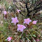 Alpine Flora im Talgrund