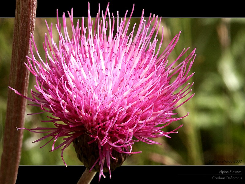 Alpine Flowers - Carduus Defloratus - Winkeltal - Osttirol - Österreich