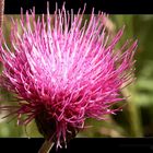 Alpine Flowers - Carduus Defloratus - Winkeltal - Osttirol - Österreich