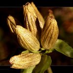 Alpine Flowers - Gentiana Punctata - Passo Del Erbe - Dolomiti - Italia