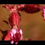 Alpine Flowers - Name mir leider unbekannt - Passo Del Erbe - Dolomiti - Italia