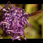 Alpine Flowers - Name mir leider wieder unbekannt - Passo Del Erbe - Dolomiti - Italia