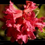 Alpine Flowers - Rhododendron Ferrugineum - Passo Del Erbe - Dolomiti - Italia