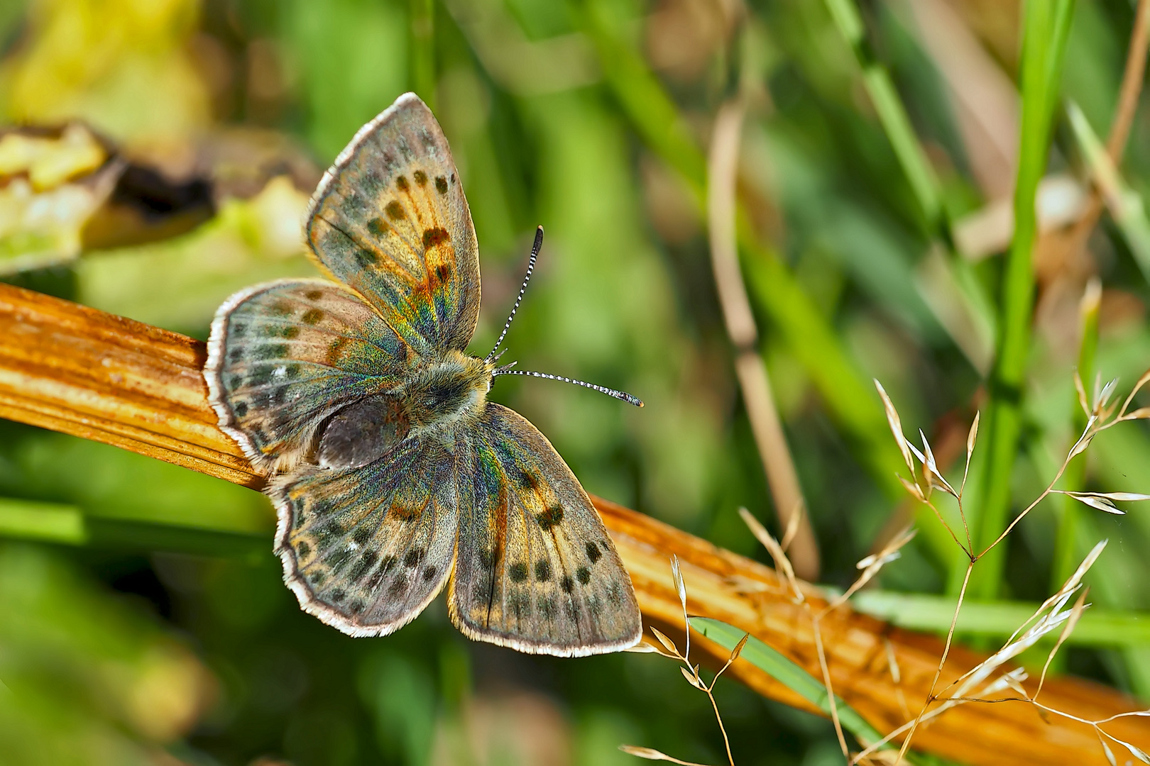 Alpine Form vom Dukaten-Feuerfalter (Lycaena virgaurea montana, Weibchen) - Il vit en montagne!