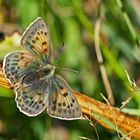 Alpine Form vom Dukaten-Feuerfalter (Lycaena virgaurea montana, Weibchen) - Il vit en montagne!