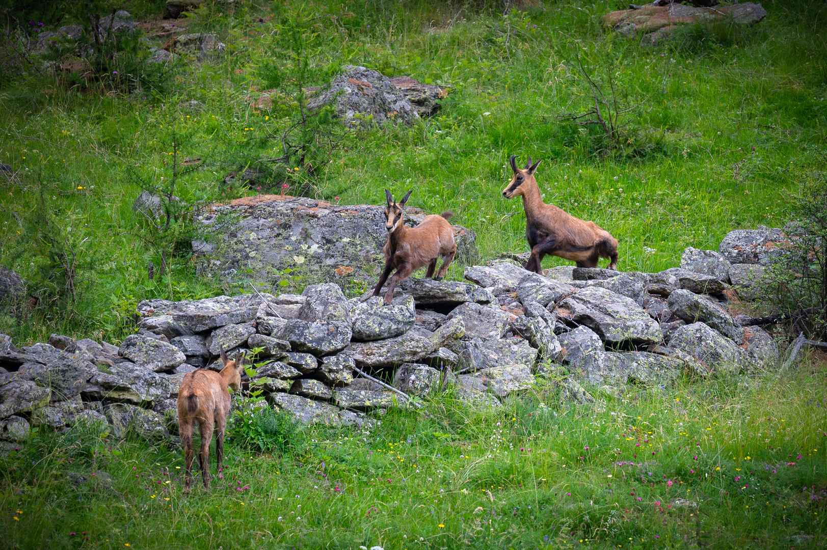 Alpine Gämsen in Nationalpark Gran Paradiso