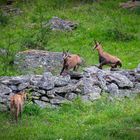 Alpine Gämsen in Nationalpark Gran Paradiso