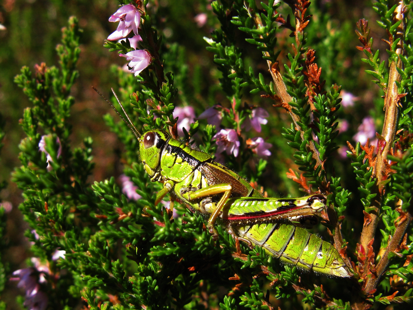 Alpine Gebirgsschrecke (Miramella alpina)