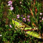 Alpine Gebirgsschrecke (Miramella alpina)