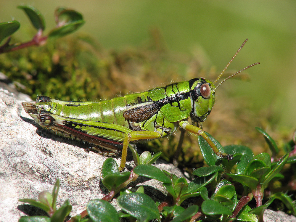 Alpine Gebirgsschrecke Miramella alpina