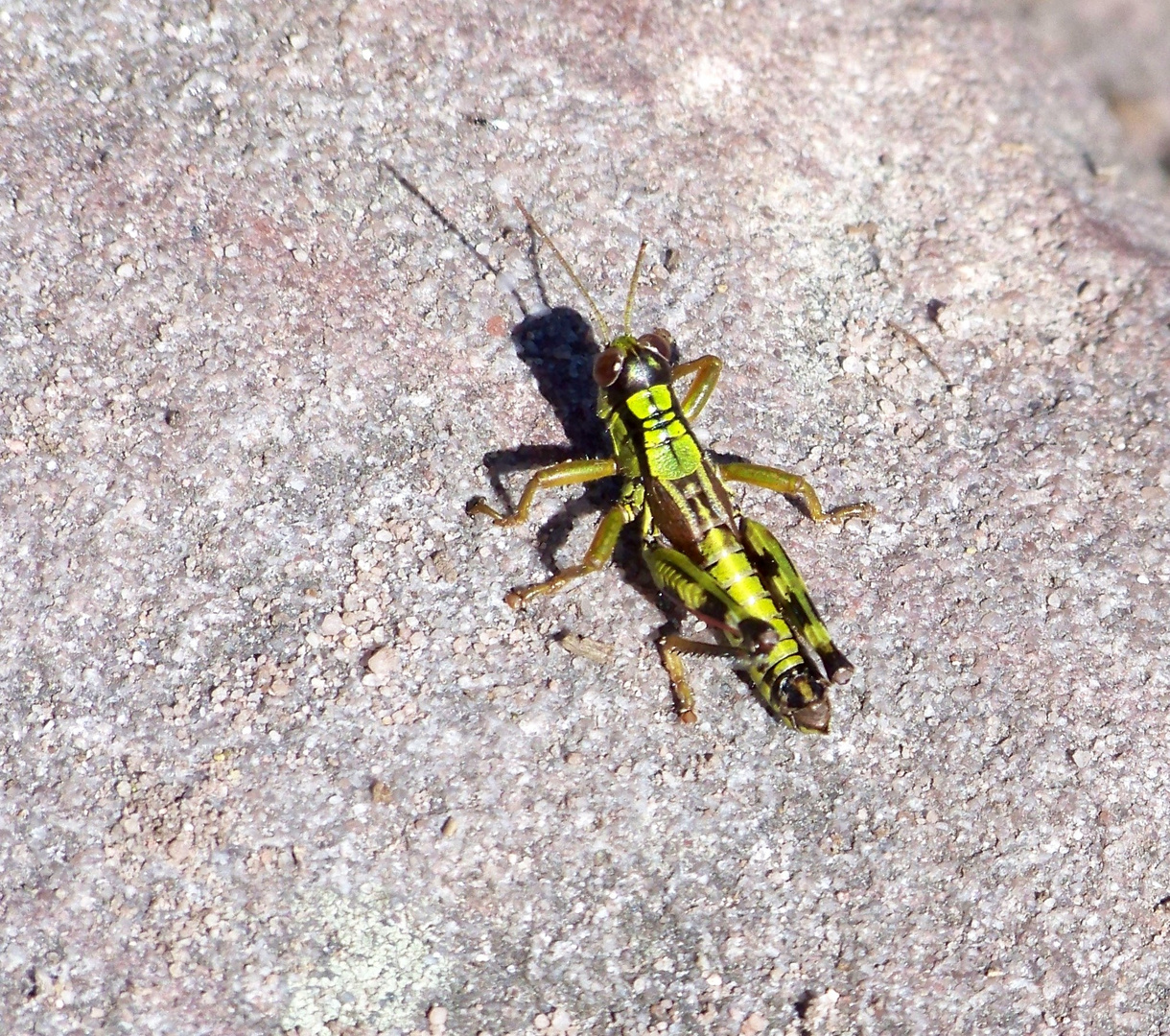 Alpine Gebirgsschrecke (Miramella alpina)