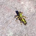 Alpine Gebirgsschrecke (Miramella alpina)