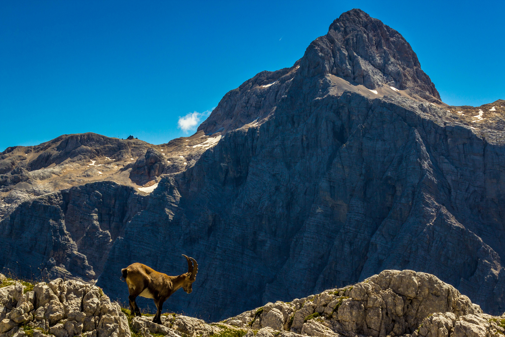 Alpine ibex and view on Triglav