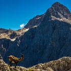 Alpine ibex and view on Triglav