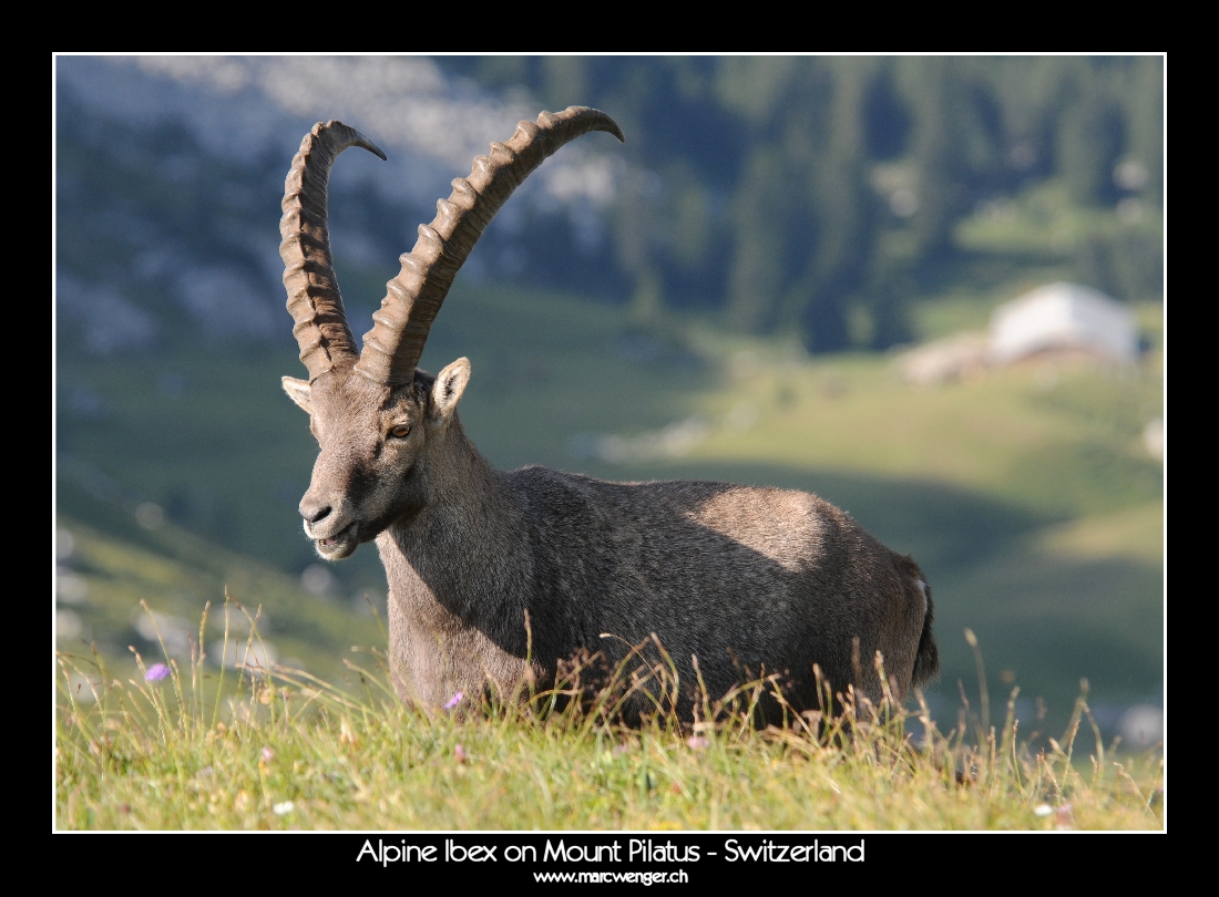 Alpine Ibex on Mount Pilatus - Switzerland