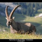 Alpine Ibex on Mount Pilatus - Switzerland