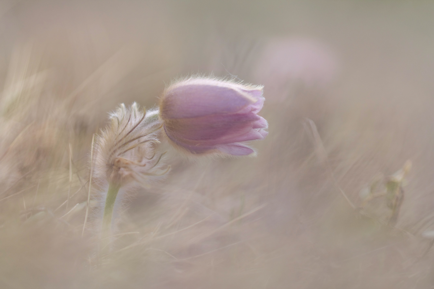 Alpine Küchenschelle - Mittwochsblume