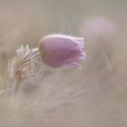 Alpine Küchenschelle - Mittwochsblume