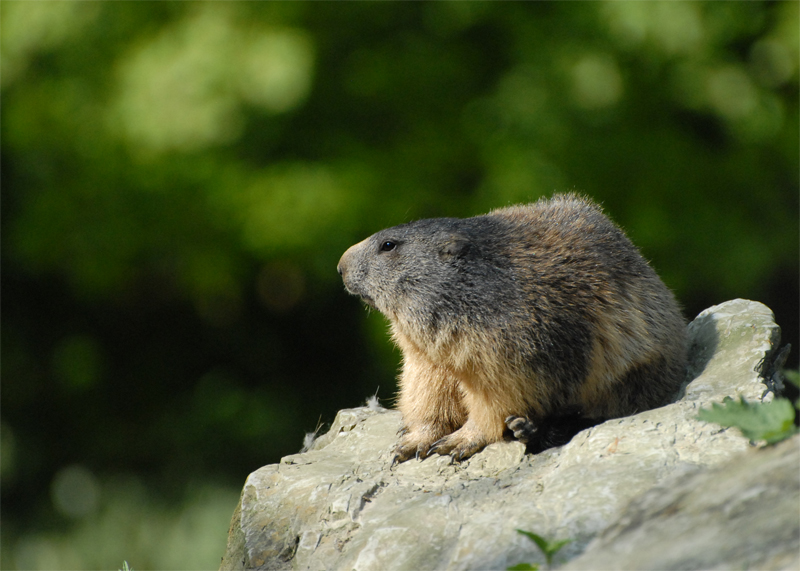 Alpine Marmot