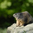 Alpine Marmot