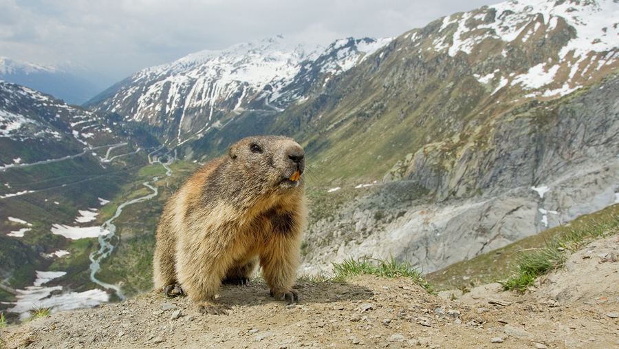 Alpine Marmot