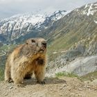 Alpine Marmot