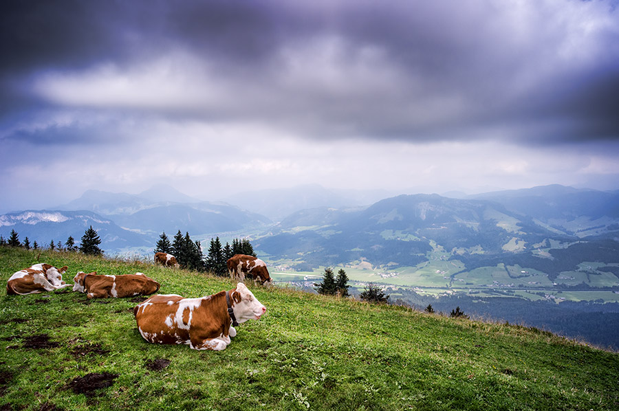 Alpine meadows, Tirol