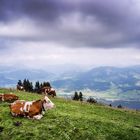 Alpine meadows, Tirol