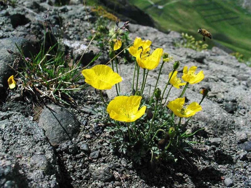 ALPINE POPPY