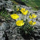 ALPINE POPPY