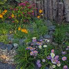 Alpine Raritäten für Flachlandgärten die ein farbenfrohes Bild abgeben
