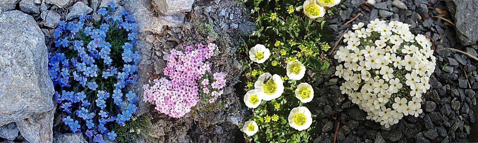 alpine Raritäten ganz weit oben