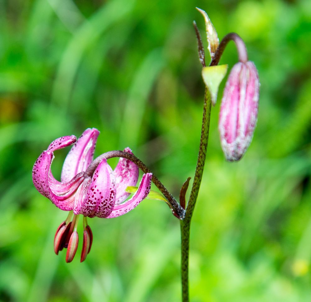 Alpine Schönheit