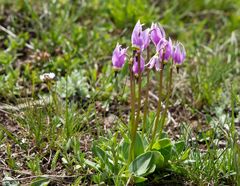 Alpine Shooting Star (Dodecatheon alpinum) - 1