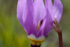 Alpine Shooting Star (Dodecatheon alpinum) - 2