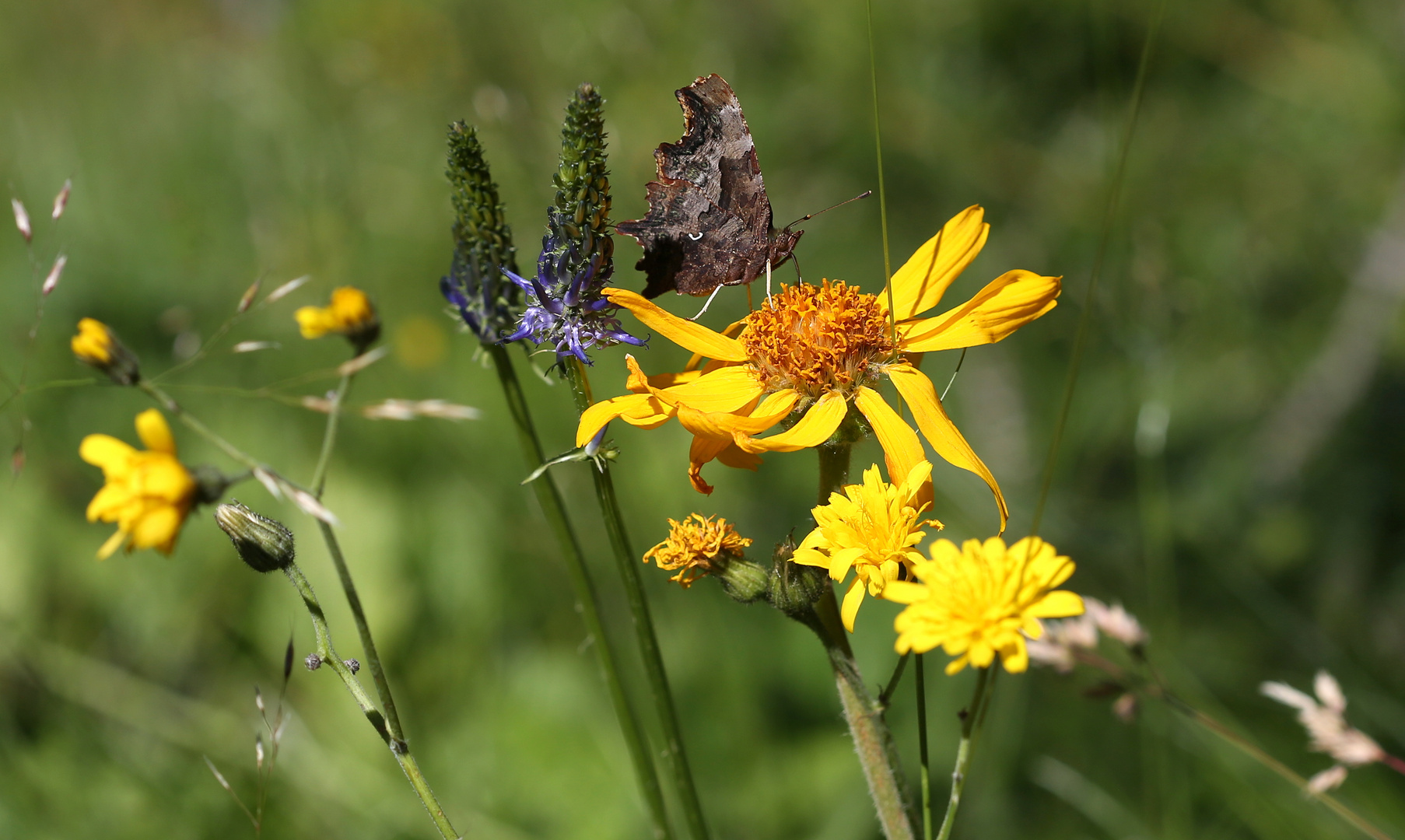 Alpine Sommerwiese