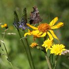 Alpine Sommerwiese