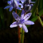 Alpine Squill