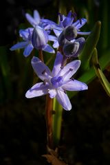 Alpine Squill