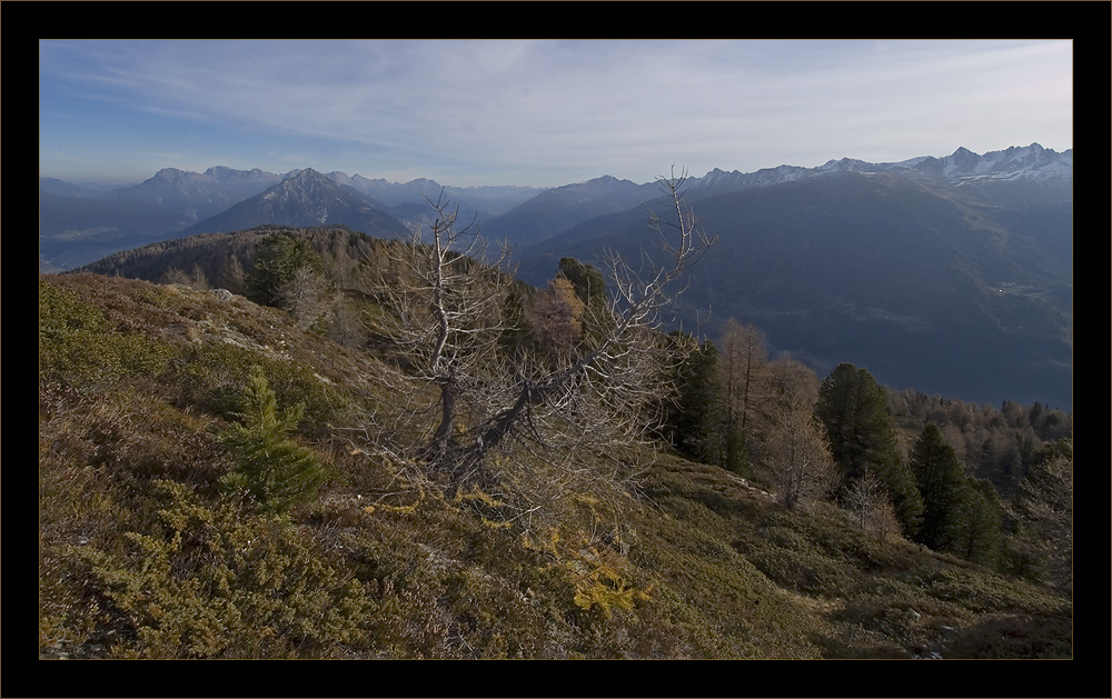 alpine tundra | Alpentundra