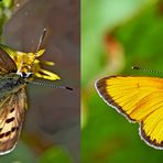  Alpine Unterart vom Dukaten-Feuerfalter (Lycaena virgaureae). - Cuivrés de la verge-d’or des Alpes.