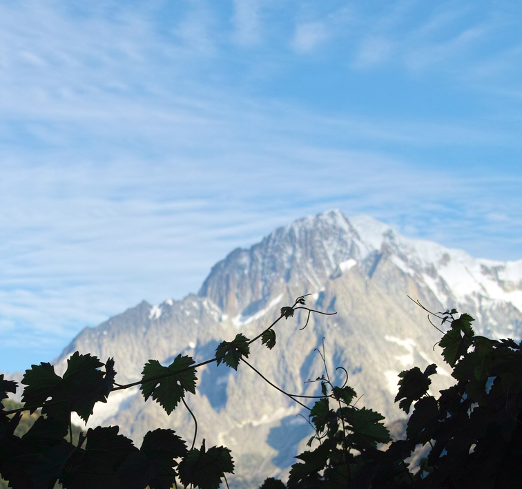 alpine vineyard